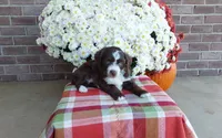 Tucker , a male Australian Shepherd and Poodle - Miniature  for sale in Grabill, IN – 1 of 8