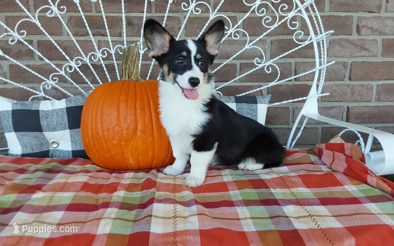 Macie  – Pembroke Welsh Corgi puppy for sale in Grabill, IN