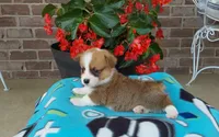 Mason , a male Pembroke Welsh Corgi for sale in Grabill, IN – 3 of 8