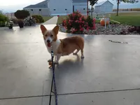Macie , a female Pembroke Welsh Corgi for sale in Grabill, IN – 9 of 10