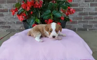 Callie , a female Miniature Aussiedoodle for sale in Grabill, IN – 8 of 10