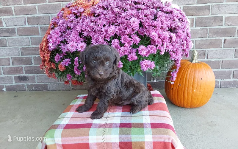 Teddy , a male Australian Shepherd and Poodle - Miniature  for sale in Grabill, IN – 1 of 8