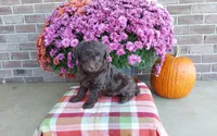 Teddy , a male Australian Shepherd and Poodle - Miniature  for sale in Grabill, IN – 1 of 8