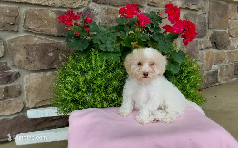 Missy – Maltipoo puppy for sale in Grabill, IN