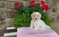 Missy, a female Maltipoo for sale in Grabill, IN – 1 of 8