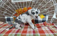 Bruno , a male Great Dane for sale in Grabill, IN – 2 of 8
