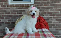 Marley , a female Maltipoo for sale in Grabill, IN – 3 of 9