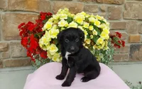 Carrie, a female Miniature Aussiedoodle for sale in Grabill, IN – 2 of 10