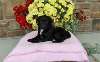 Carrie, a female Miniature Aussiedoodle for sale in Grabill, IN – 3 of 10