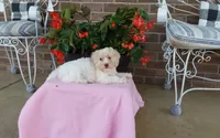 Missy, a female Maltipoo for sale in Grabill, IN – 7 of 8