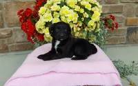 Carrie, a female Miniature Aussiedoodle for sale in Grabill, IN – 10 of 10