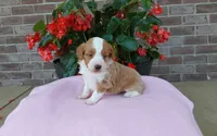 Callie , a female Miniature Aussiedoodle for sale in Grabill, IN – 2 of 10
