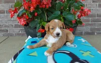 Celeste , a female Miniature Aussiedoodle for sale in Grabill, IN – 3 of 8