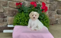 Missy, a female Maltipoo for sale in Grabill, IN – 2 of 8