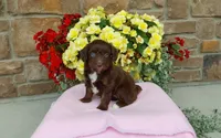 Chloe , a female Miniature Aussiedoodle for sale in Grabill, IN – 3 of 10