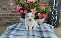 Missy, a female Maltipoo for sale in Grabill, IN – 5 of 8