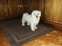 Marley , a female Maltipoo for sale in Grabill, IN – 8 of 8