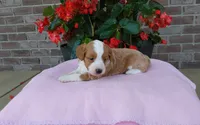 Callie , a female Miniature Aussiedoodle for sale in Grabill, IN – 4 of 10