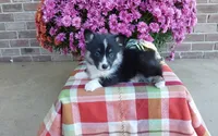 Watson , a male Pembroke Welsh Corgi for sale in Grabill, IN – 3 of 8