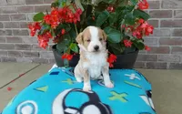 Clover , a female Miniature Aussiedoodle for sale in Grabill, IN – 4 of 9