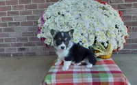 Bailey , a female Pembroke Welsh Corgi for sale in Grabill, IN – 6 of 8
