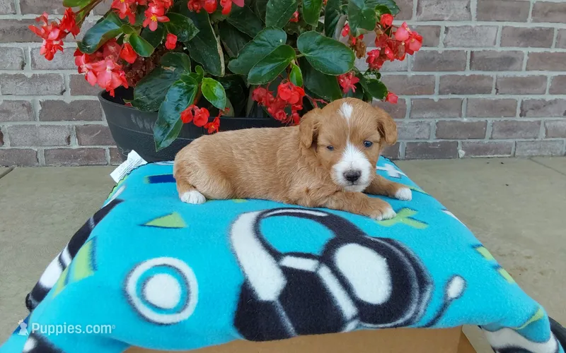 Celeste  – Miniature Aussiedoodle puppy for sale in Grabill, IN