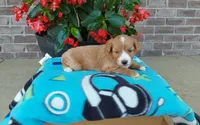 Celeste , a female Miniature Aussiedoodle for sale in Grabill, IN – 1 of 8