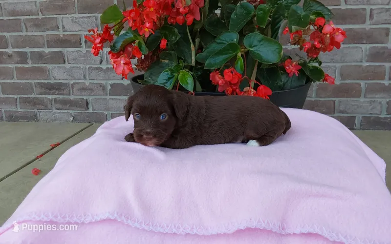 Chloe  – Miniature Aussiedoodle puppy for sale in Grabill, IN
