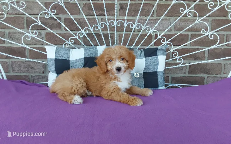 Celeste  – Miniature Aussiedoodle puppy for sale in Grabill, IN