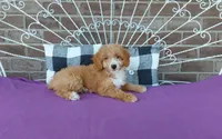 Celeste , a female Miniature Aussiedoodle for sale in Grabill, IN – 1 of 8