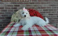 Missy, a female Maltipoo for sale in Grabill, IN – 2 of 8