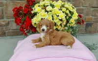 Celeste , a female Miniature Aussiedoodle for sale in Grabill, IN – 8 of 10
