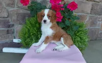 Callie , a female Miniature Aussiedoodle for sale in Grabill, IN – 3 of 10