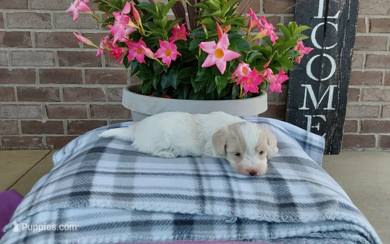 Marley  – Maltipoo puppy for sale in Grabill, IN