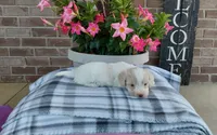 Marley , a female Maltipoo for sale in Grabill, IN – 1 of 8