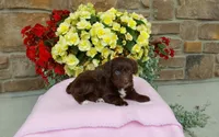 Chloe , a female Miniature Aussiedoodle for sale in Grabill, IN – 1 of 10
