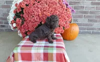 Timber , a male Australian Shepherd and Poodle - Miniature  for sale in Grabill, IN – 6 of 8