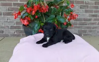 Carrie, a female Miniature Aussiedoodle for sale in Grabill, IN – 3 of 9