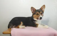 Jasmine, a female Pembroke Welsh Corgi for sale in Grabill, IN – Photo 3 of 7