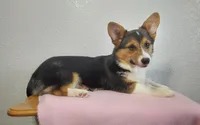 Jasmine, a female Pembroke Welsh Corgi for sale in Grabill, IN – Photo 2 of 7