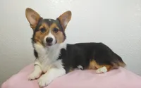 Jasmine, a female Pembroke Welsh Corgi for sale in Grabill, IN – Photo 5 of 7