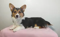 Jasmine, a female Pembroke Welsh Corgi for sale in Grabill, IN – Photo 4 of 7