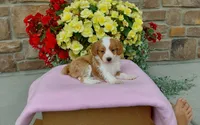 Callie , a female Miniature Aussiedoodle for sale in Grabill, IN – 3 of 8