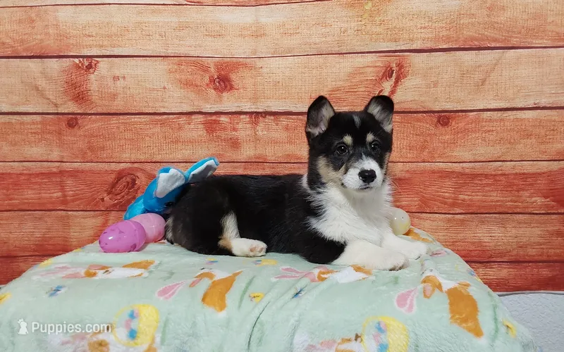 Timmy – Pembroke Welsh Corgi puppy for sale in Grabill, IN
