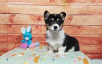 Timmy, a male Pembroke Welsh Corgi for sale in Grabill, IN – Photo 4 of 4
