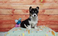 Timmy, a male Pembroke Welsh Corgi for sale in Grabill, IN – Photo 3 of 4