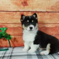 Timmy, a male Pembroke Welsh Corgi for sale in Grabill, IN – Photo 2 of 4