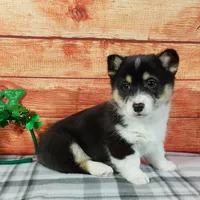Timmy, a male Pembroke Welsh Corgi for sale in Grabill, IN – Photo 3 of 4
