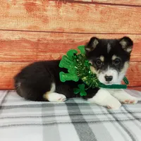 Timmy, a male Pembroke Welsh Corgi for sale in Grabill, IN – Photo 1 of 4