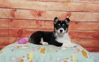 Timmy, a male Pembroke Welsh Corgi for sale in Grabill, IN – Photo 2 of 4